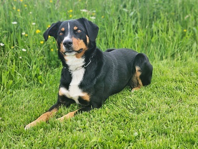 Sammy